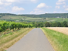 Der Wein.Lotse