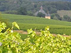 Der Wein.Lotse